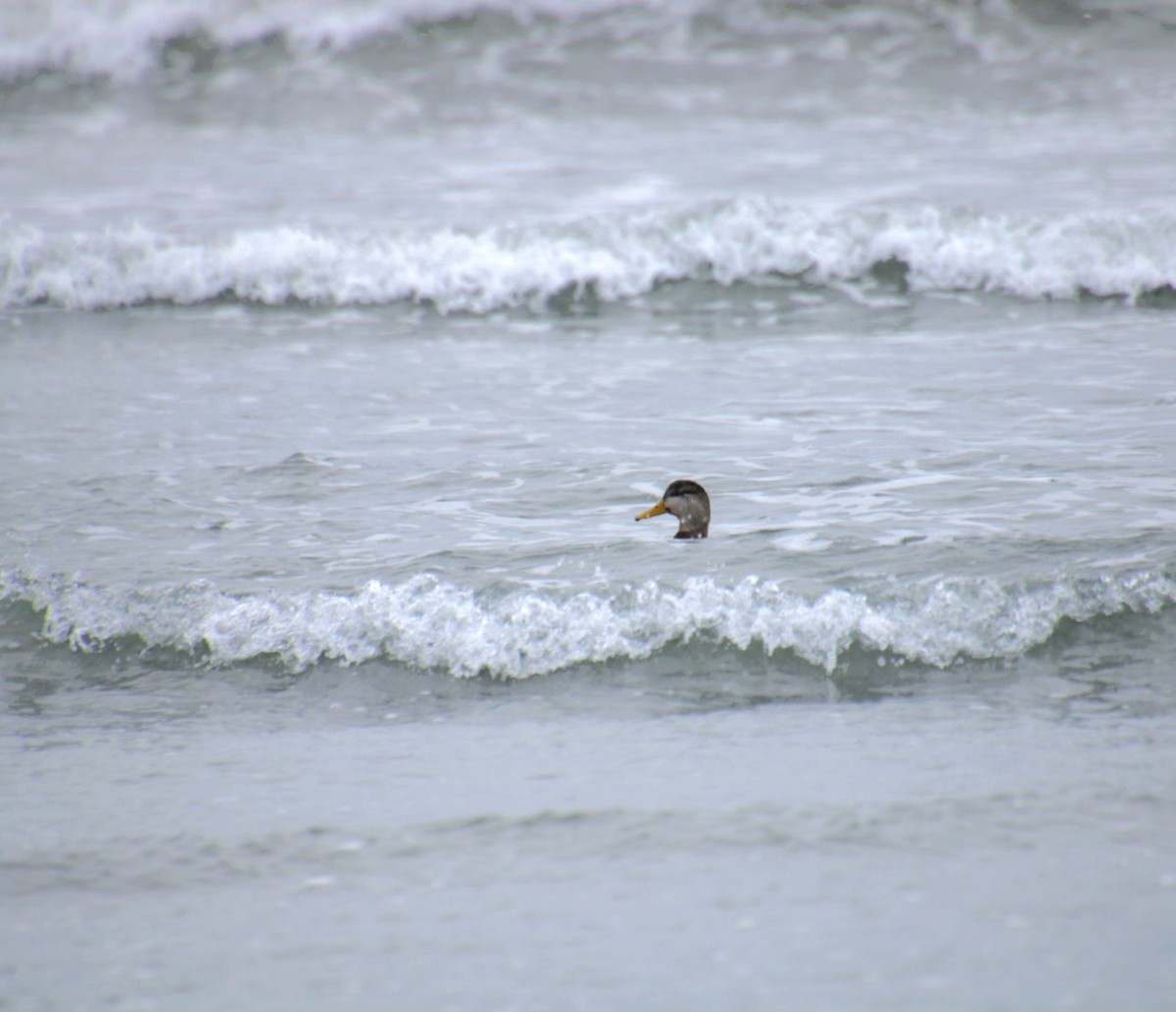 American Black Duck - ML647843597