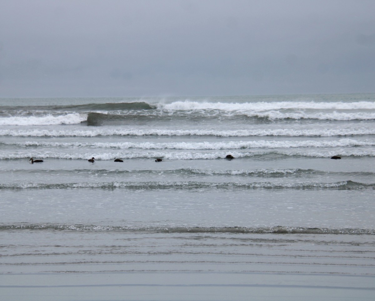 American Black Duck - ML647843598