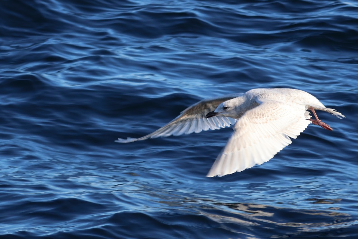 Iceland Gull - ML647843599