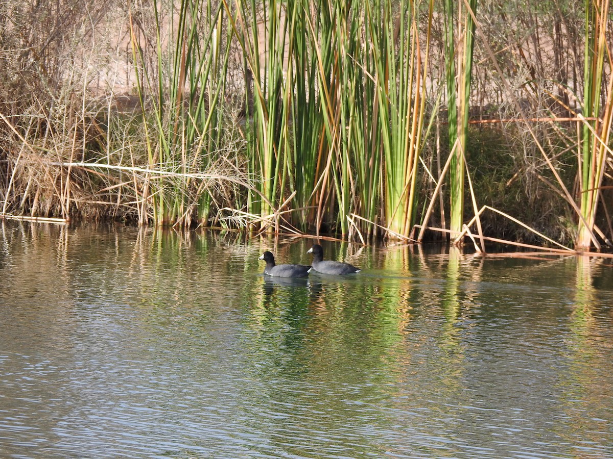 American Coot - ML647843600