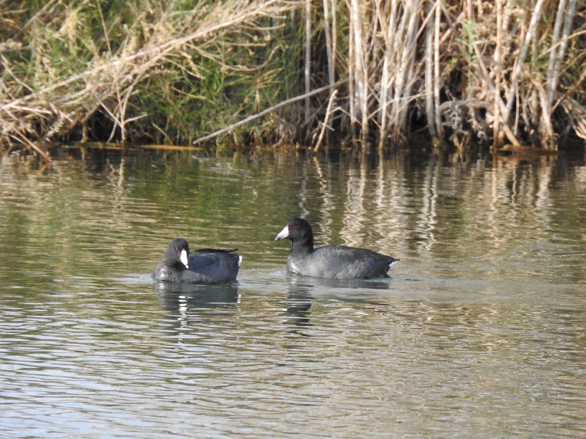 American Coot - ML647843601