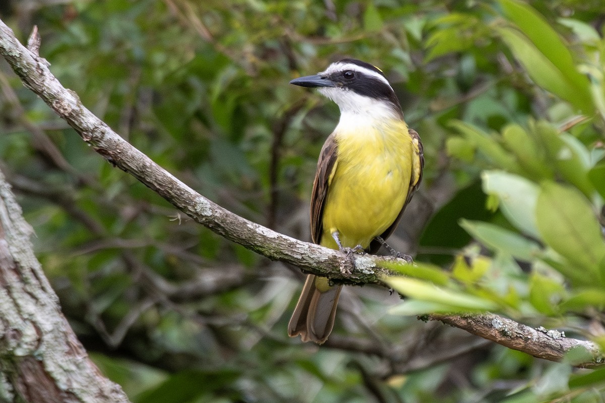 Social Flycatcher - ML647843603