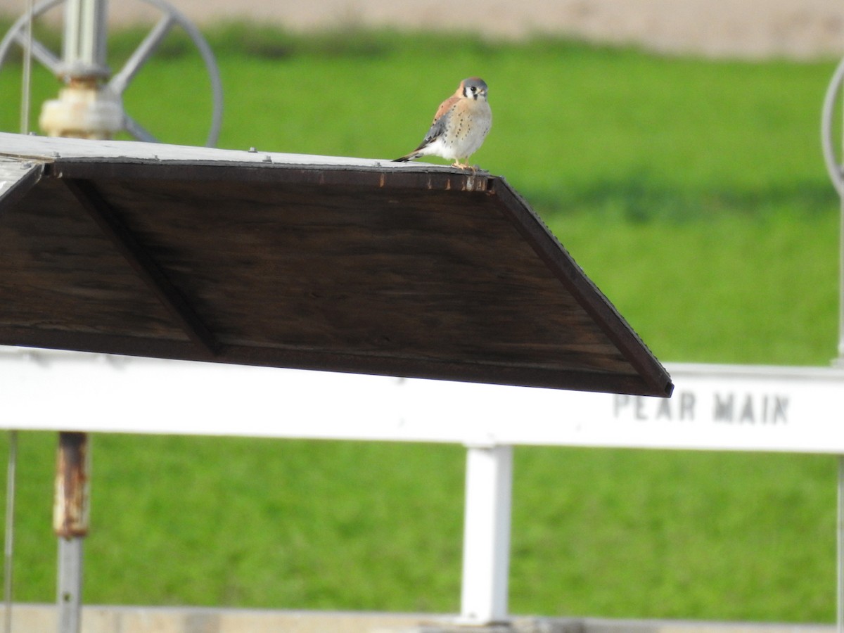 American Kestrel - ML647843610