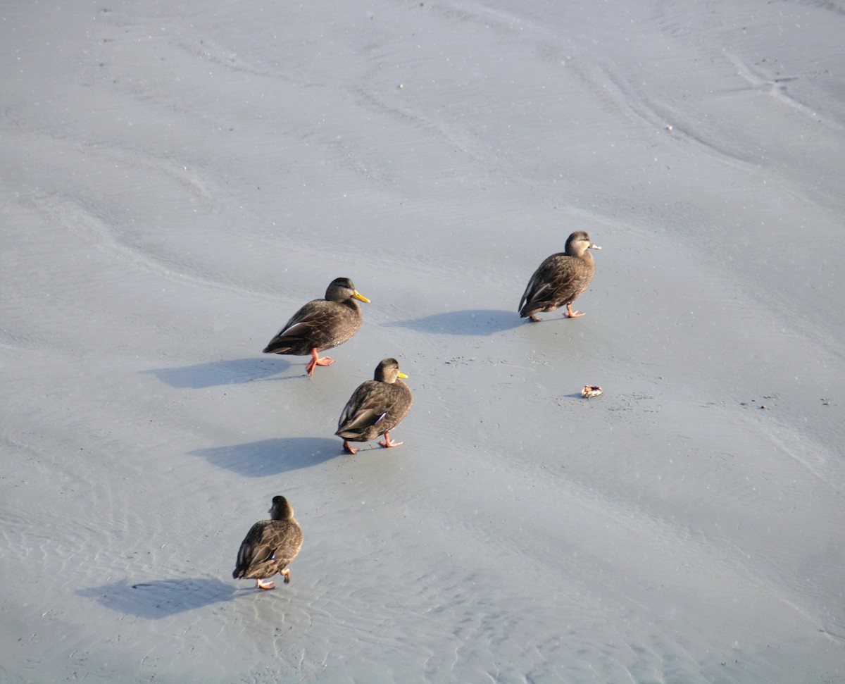 Mallard x American Black Duck (hybrid) - ML647843612