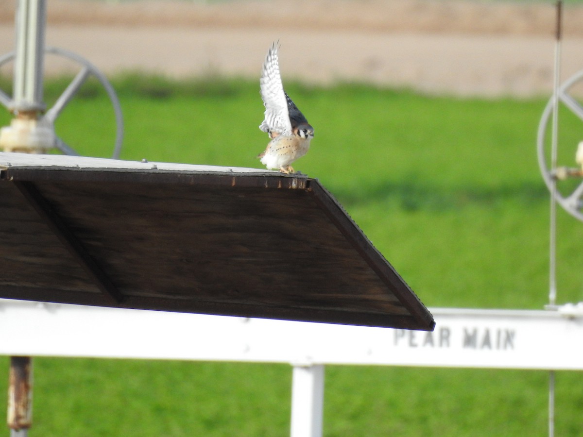 American Kestrel - ML647843613