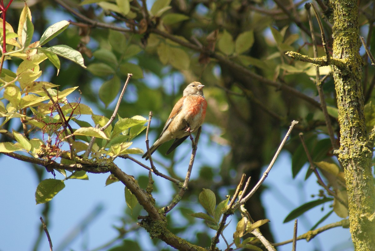 赤胸朱頂雀 - ML647843614