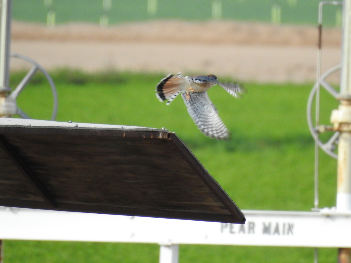 American Kestrel - ML647843615