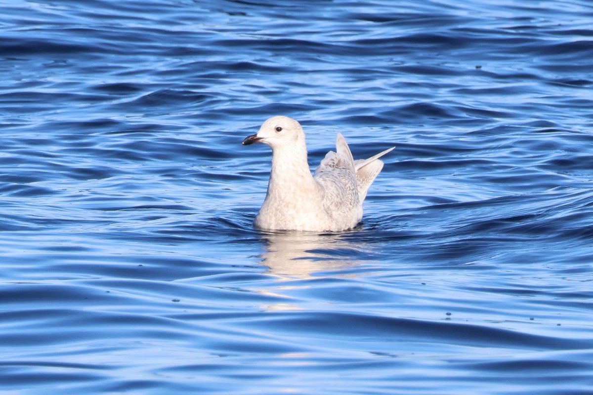 Iceland Gull - ML647843616