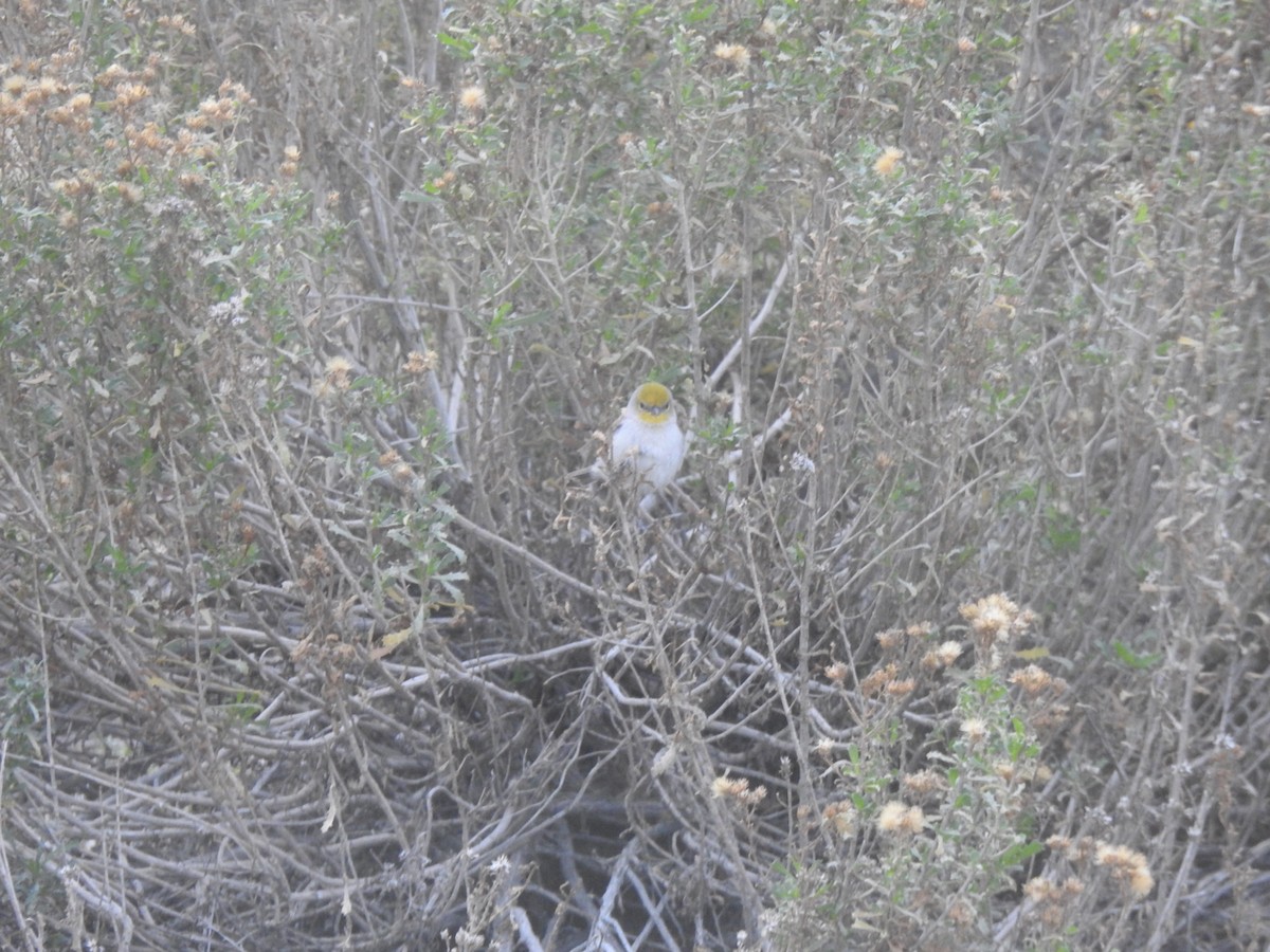 Verdin - ML647843624