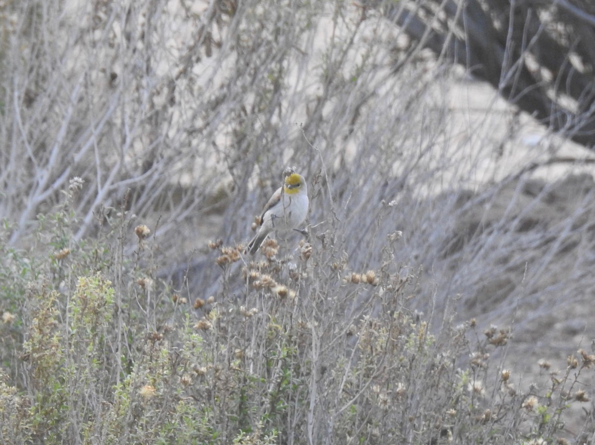 Verdin - ML647843626