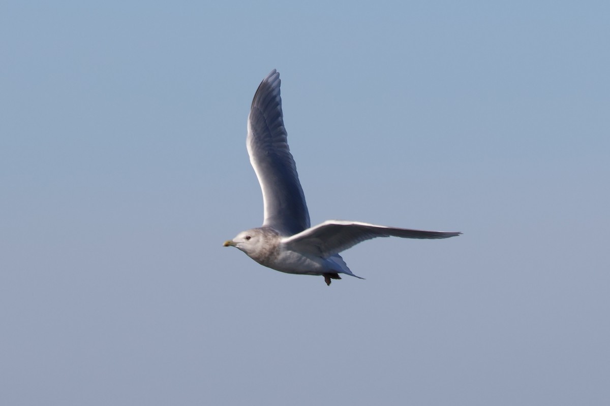 Iceland Gull - ML647843627