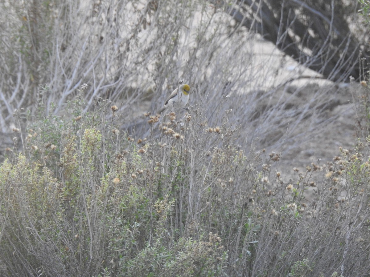 Verdin - ML647843628