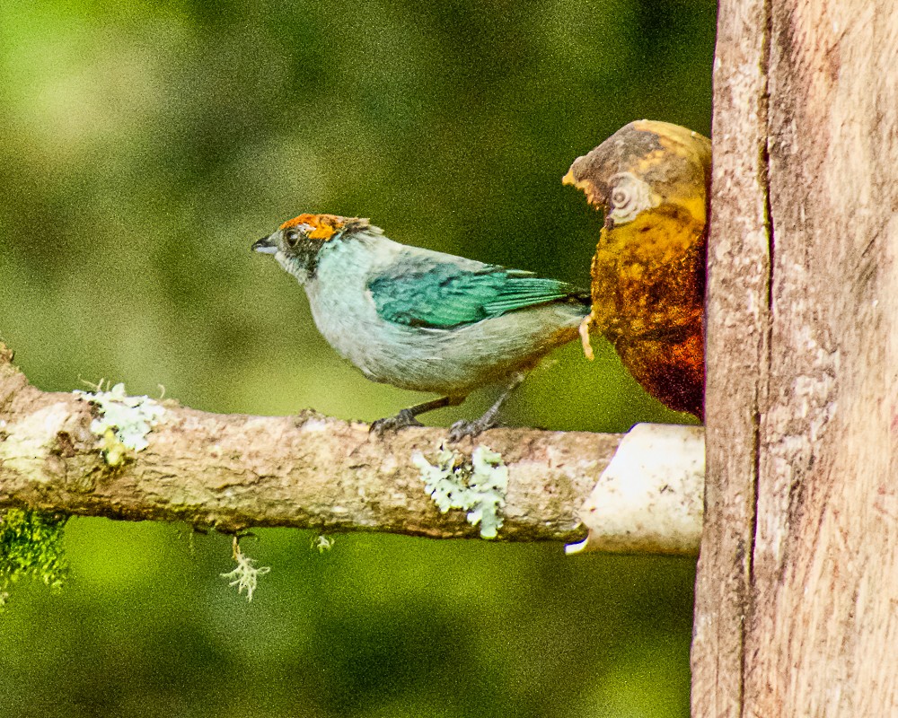 Scrub Tanager - ML647843629