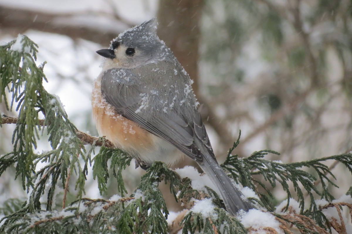 Tufted Titmouse - ML647843630