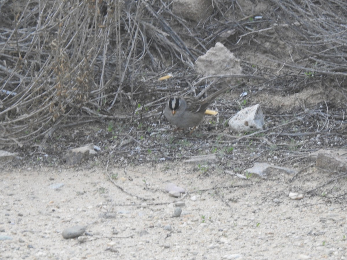 White-crowned Sparrow - ML647843631
