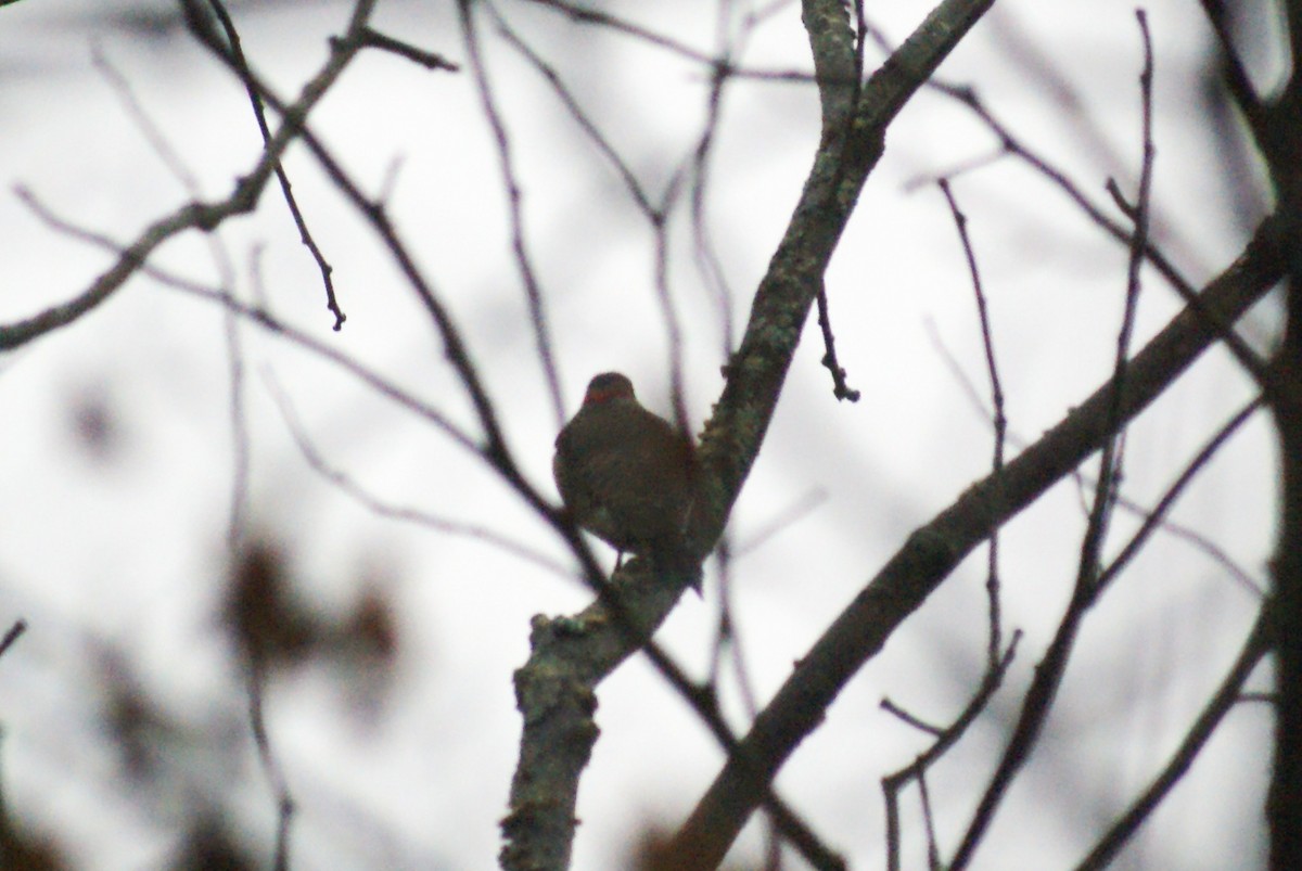 Northern Flicker - ML647843633