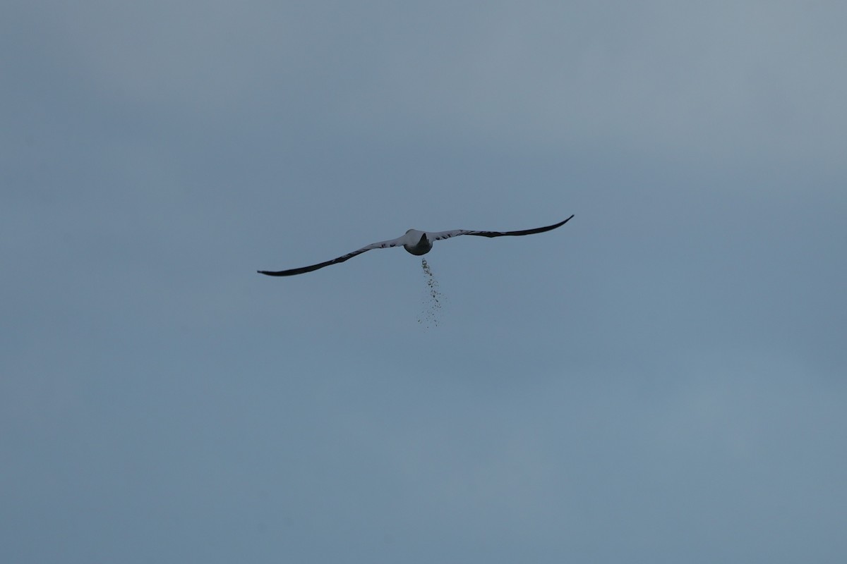 Northern Gannet - ML647843634