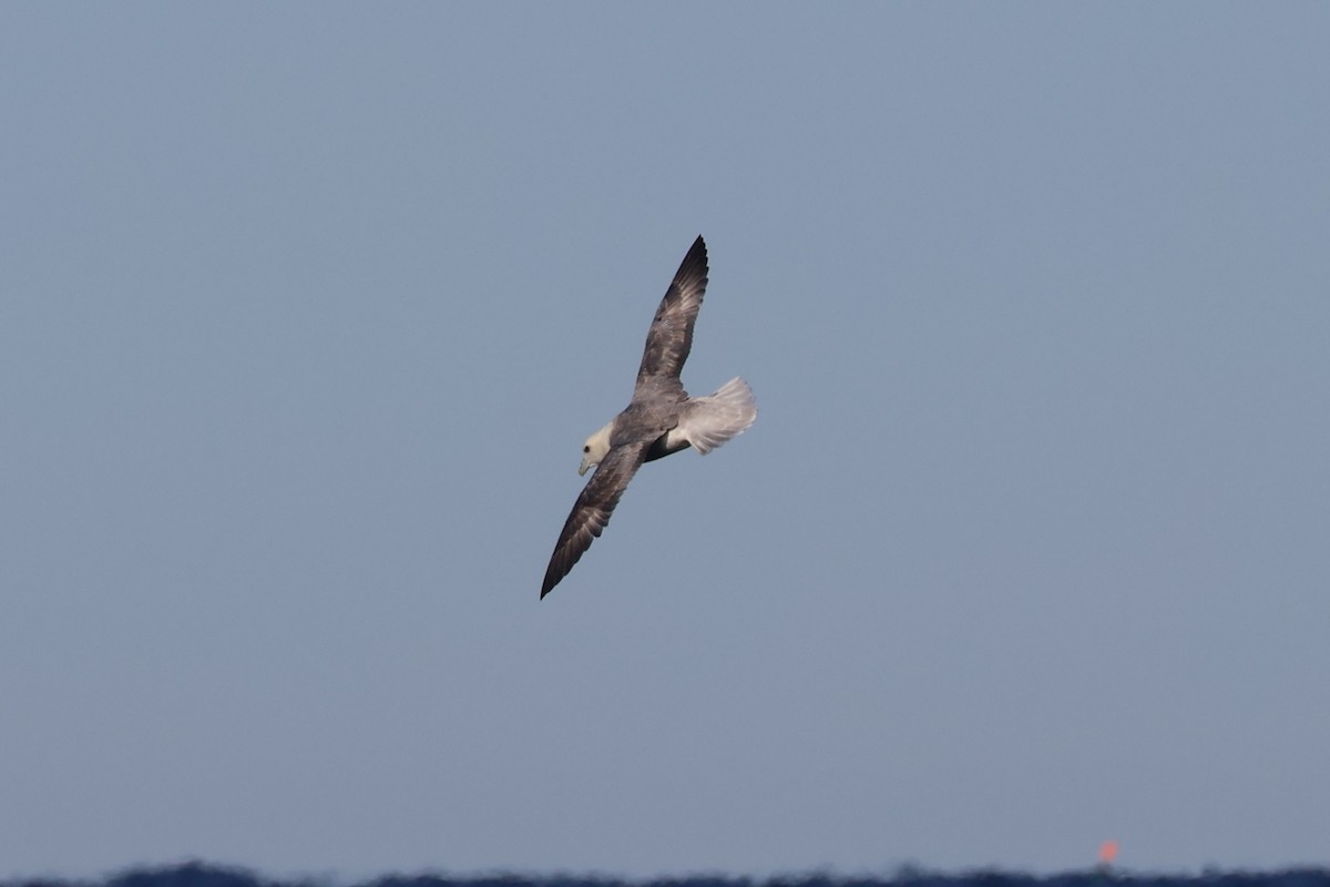 Northern Fulmar - ML647843635