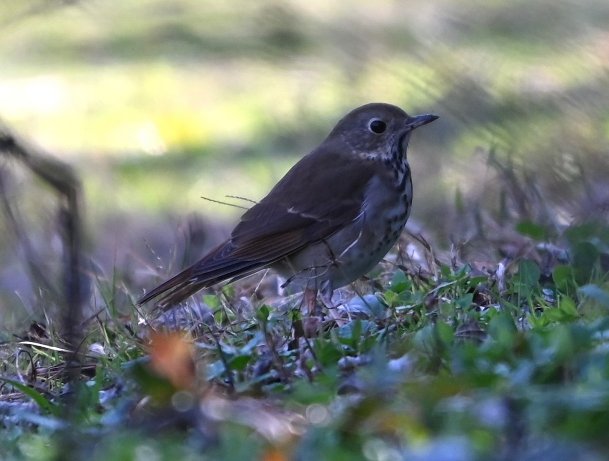 Hermit Thrush - ML647843636