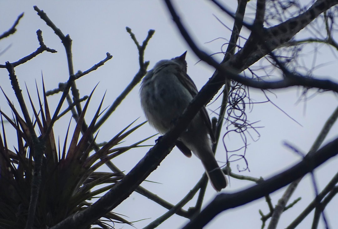 Southern Beardless-Tyrannulet - ML647843640