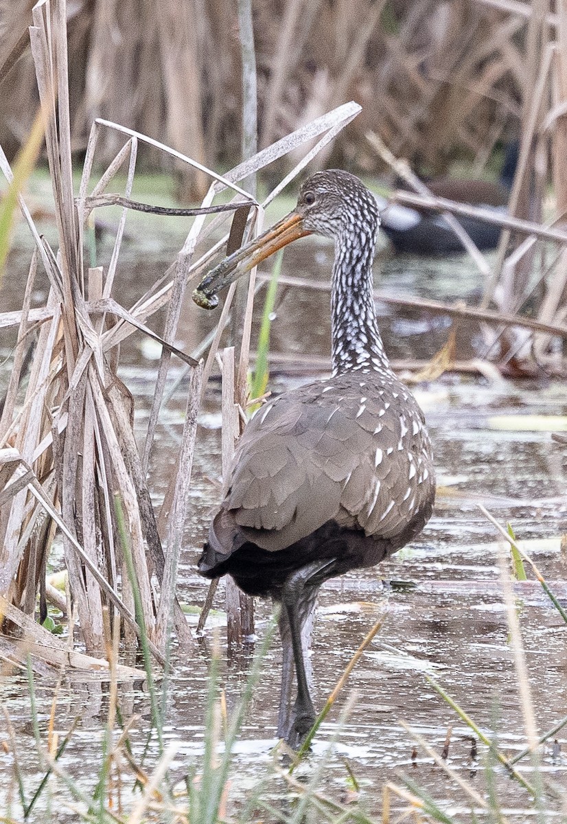 Limpkin - ML647843641