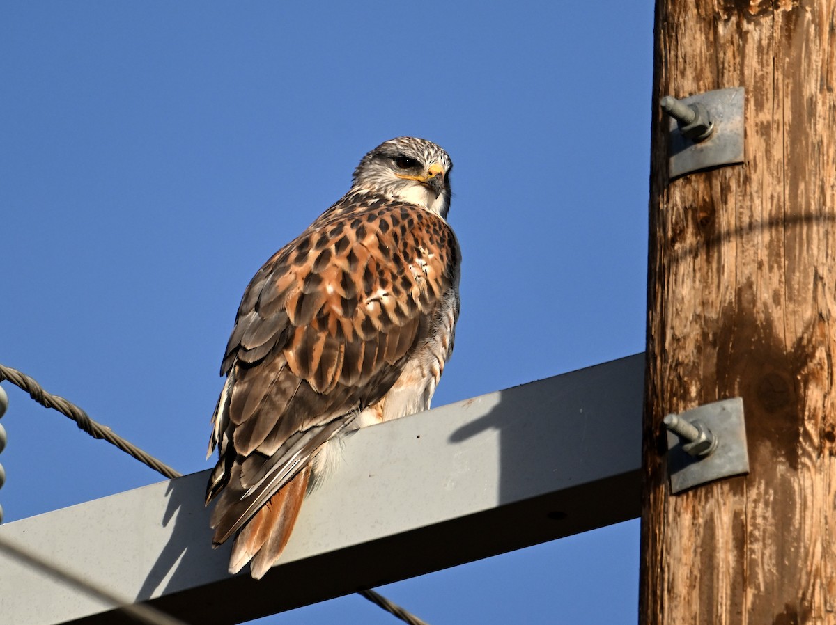 Ferruginous Hawk - ML647843642