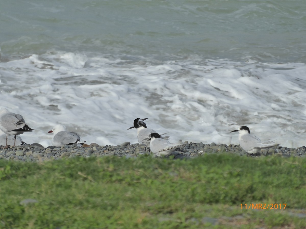 Black-billed Gull - ML647843643