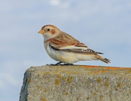 Snow Bunting - ML647843644