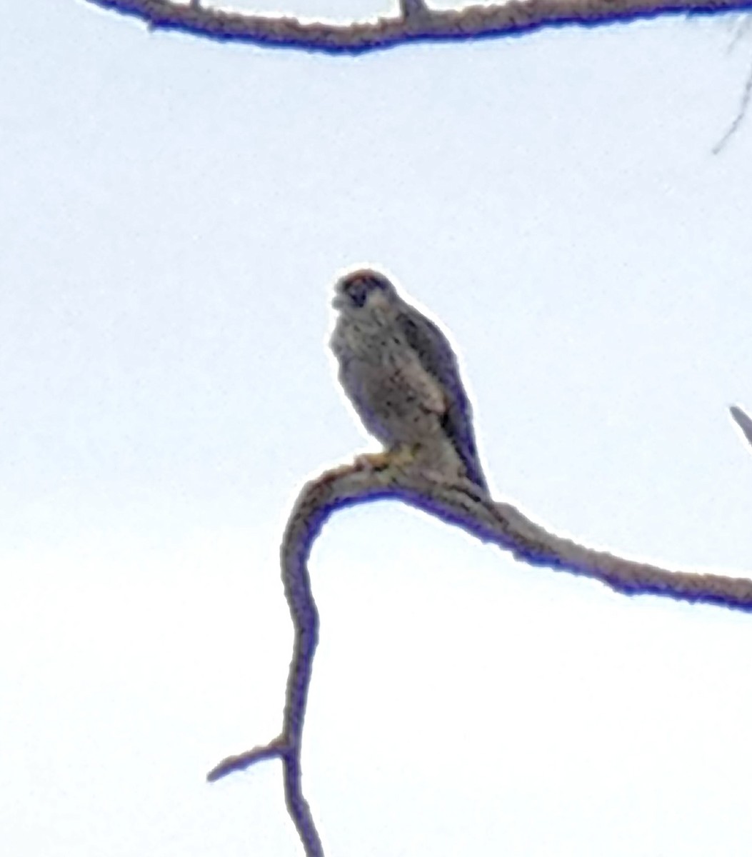 Peregrine Falcon - ML647843652