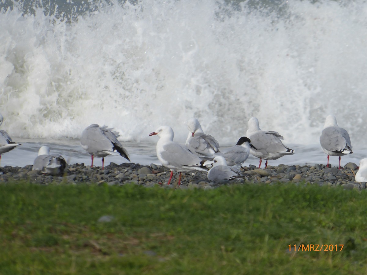 Black-billed Gull - ML647843653