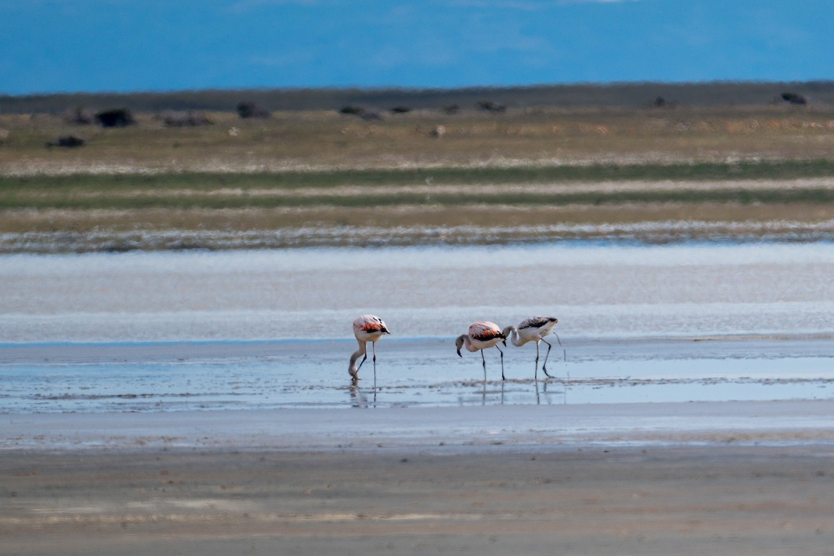 Chilean Flamingo - ML647843654