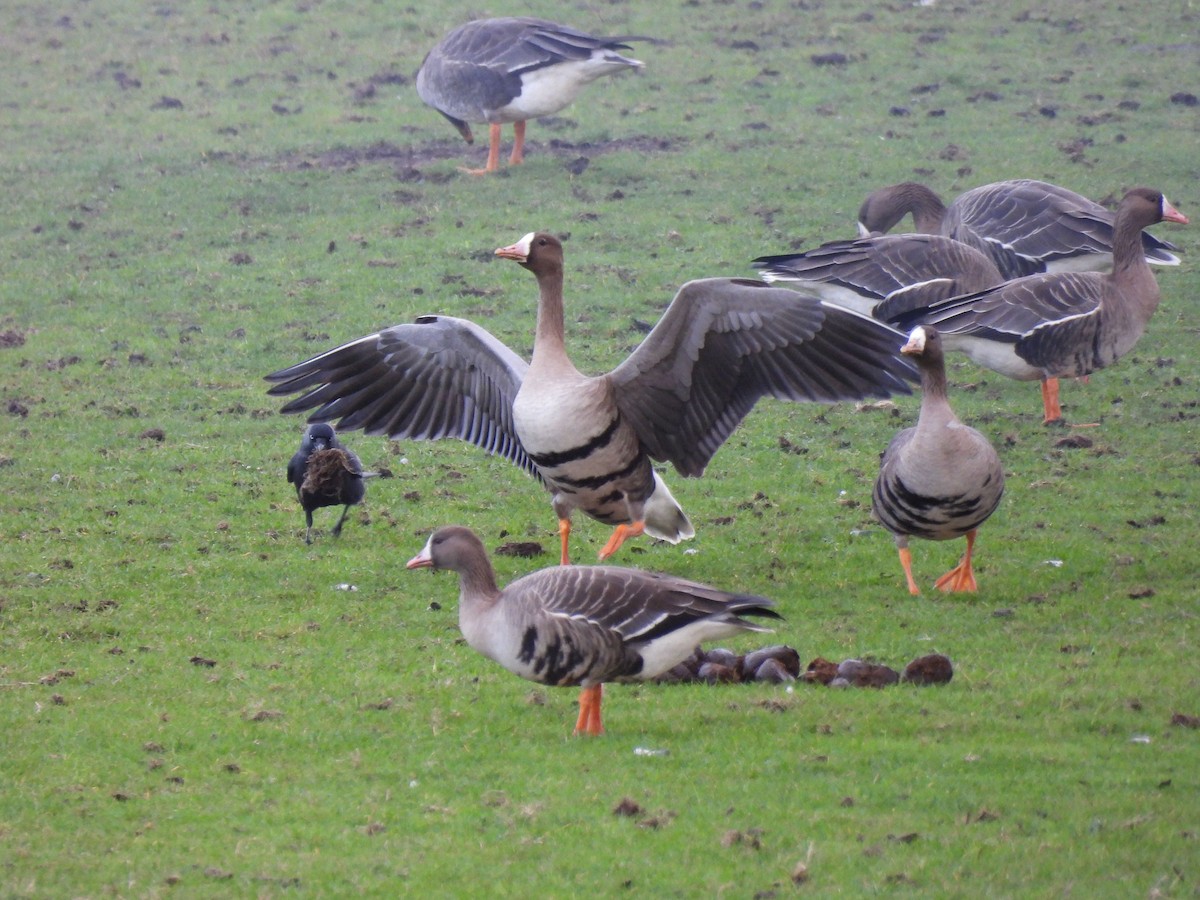 Greater White-fronted Goose - ML647843655