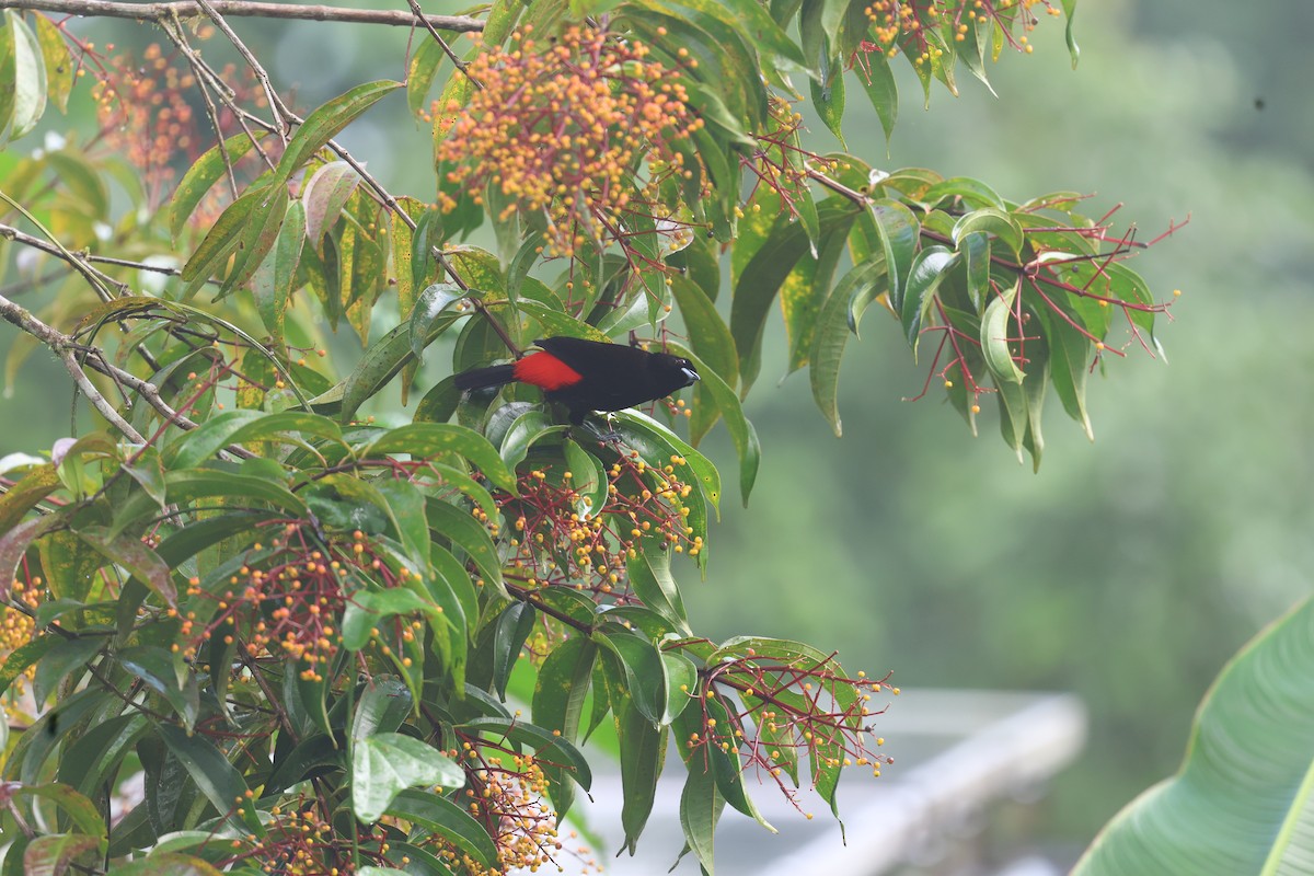 Scarlet-rumped Tanager - ML647843656