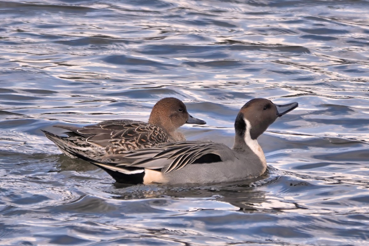 Northern Pintail - ML647843657