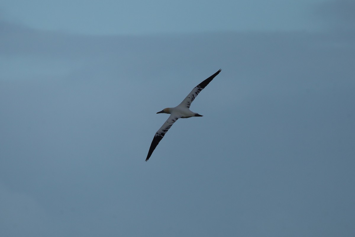 Northern Gannet - ML647843659