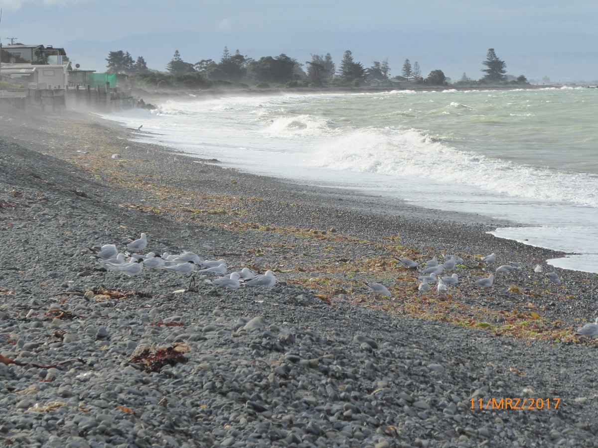 Black-billed Gull - ML647843662