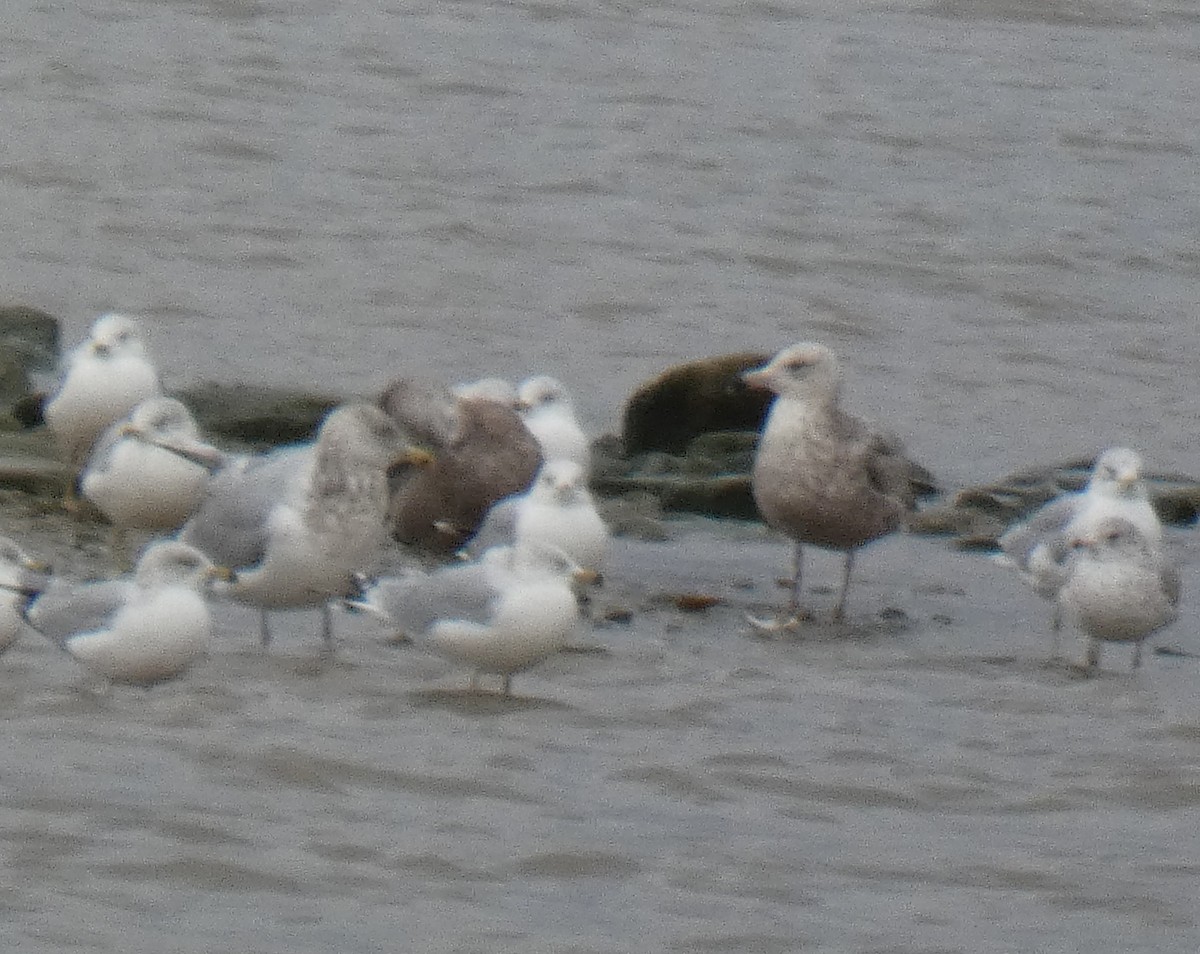 gull sp. - ML647843663