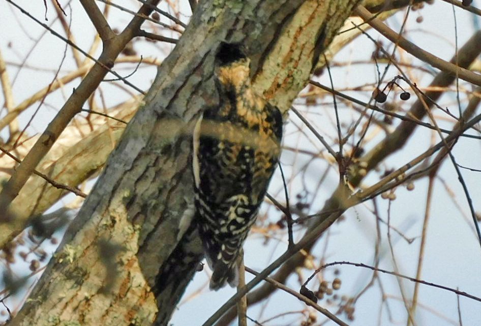 Yellow-bellied Sapsucker - ML647843664