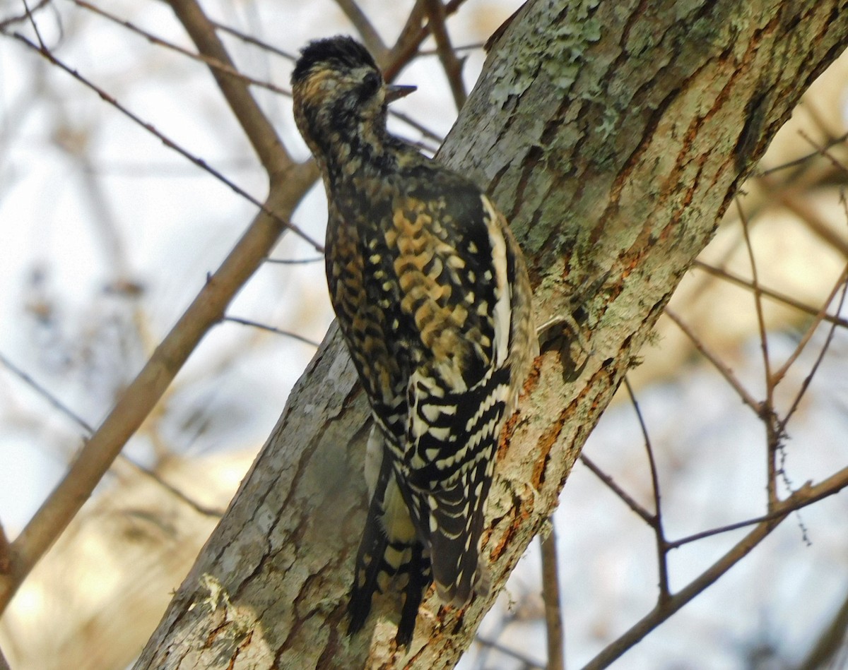 Yellow-bellied Sapsucker - ML647843665