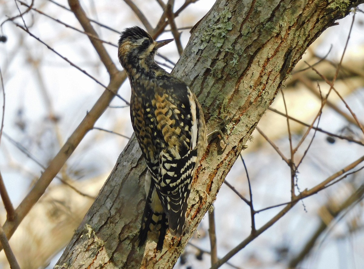 Yellow-bellied Sapsucker - ML647843666