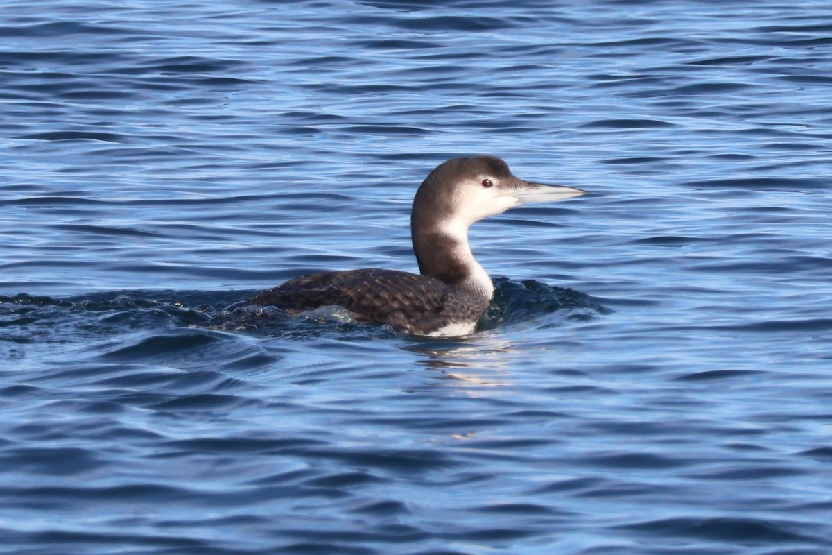 potáplice lední - ML647843696