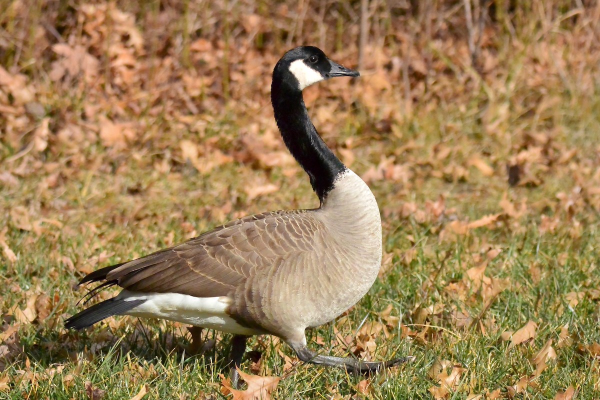 Canada Goose - ML647843710