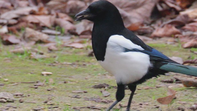 Elster - ML647843712