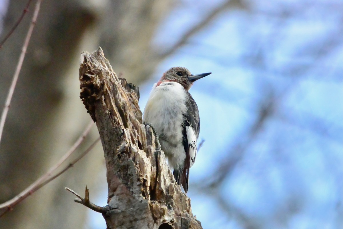 Red-headed Woodpecker - ML647843720