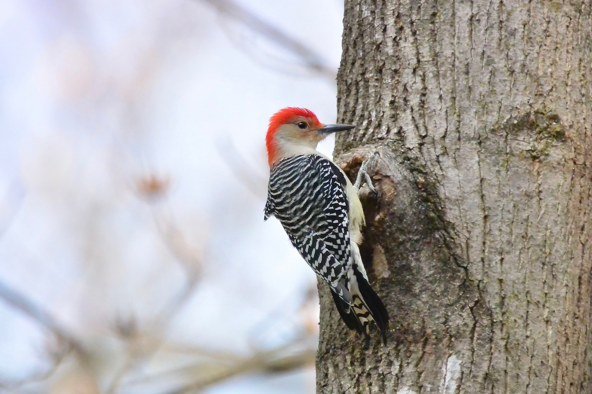 Red-bellied Woodpecker - ML647843727