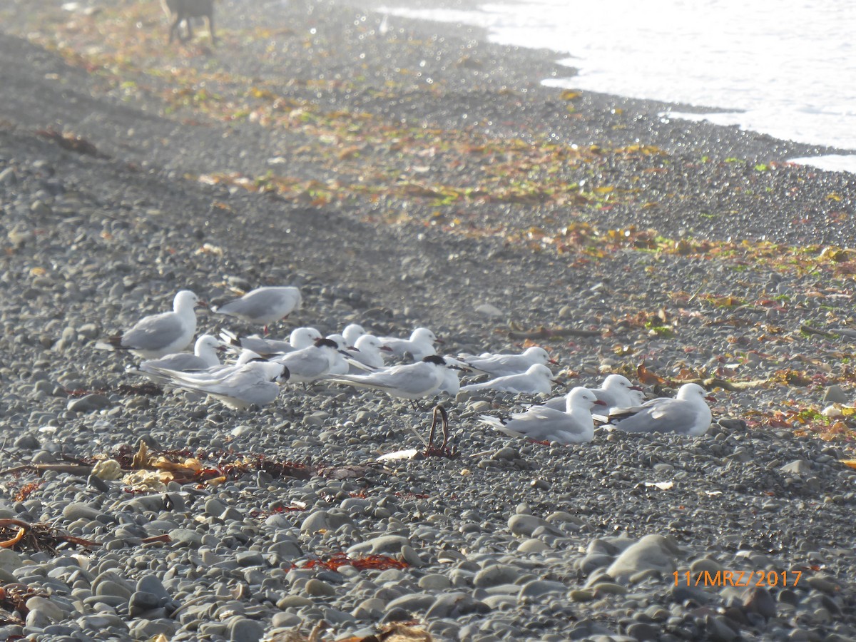 שחפית לבנת-מצח - ML647843731