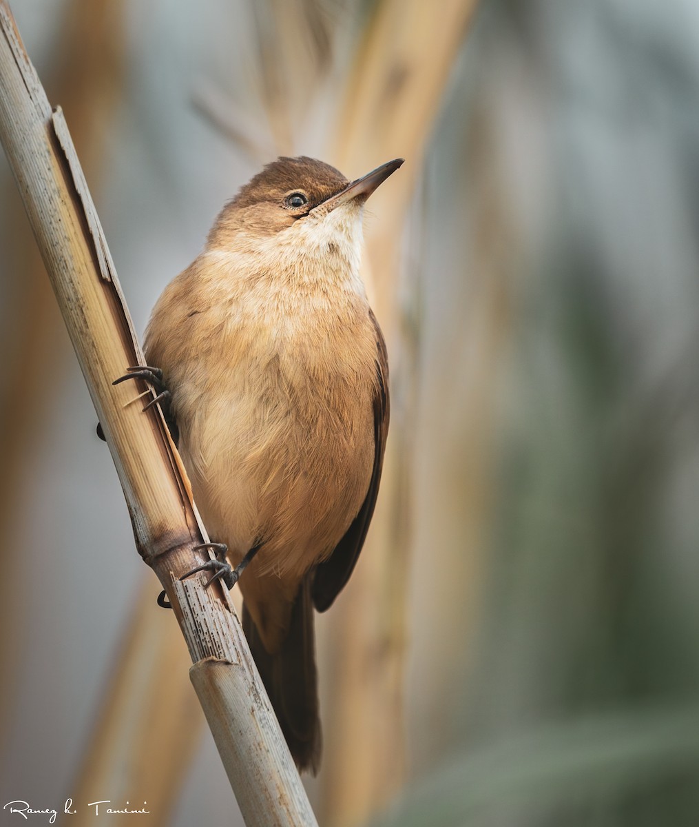 קנית אפריקנית - ML647843733