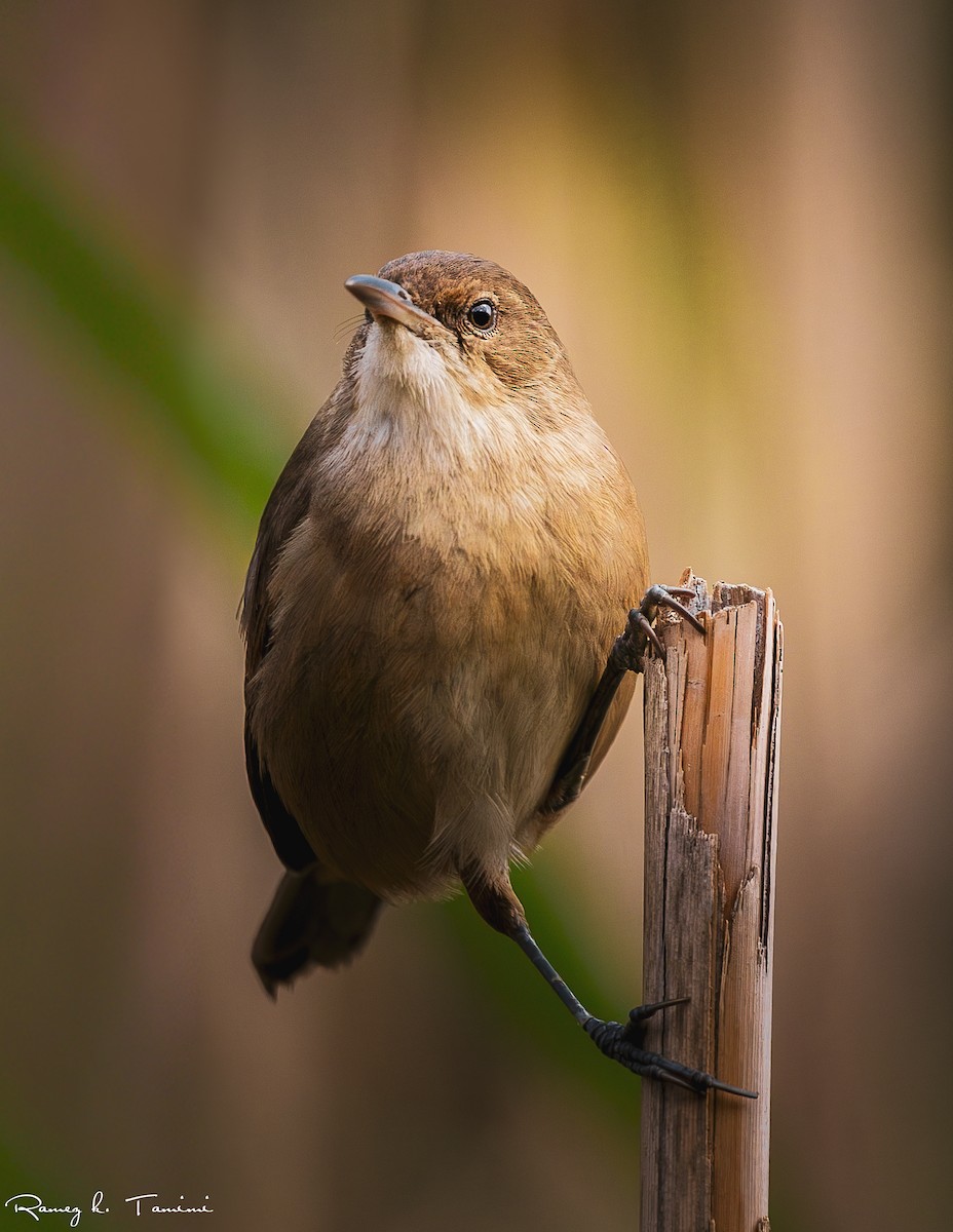 קנית אפריקנית - ML647843734