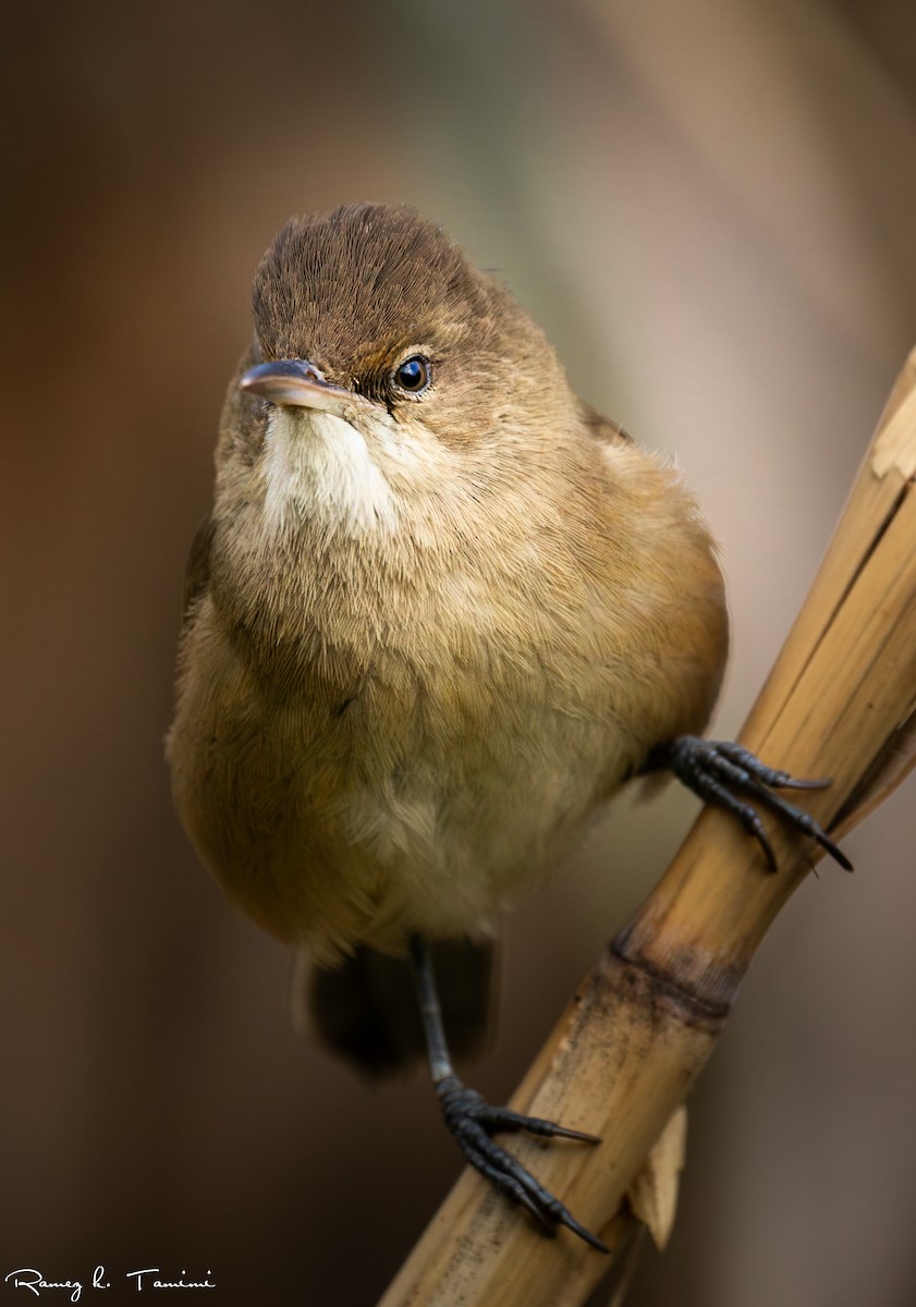 קנית אפריקנית - ML647843735