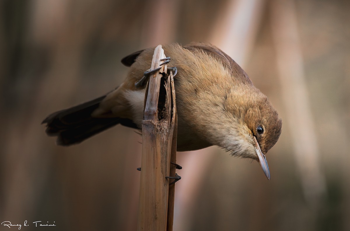 קנית אפריקנית - ML647843737